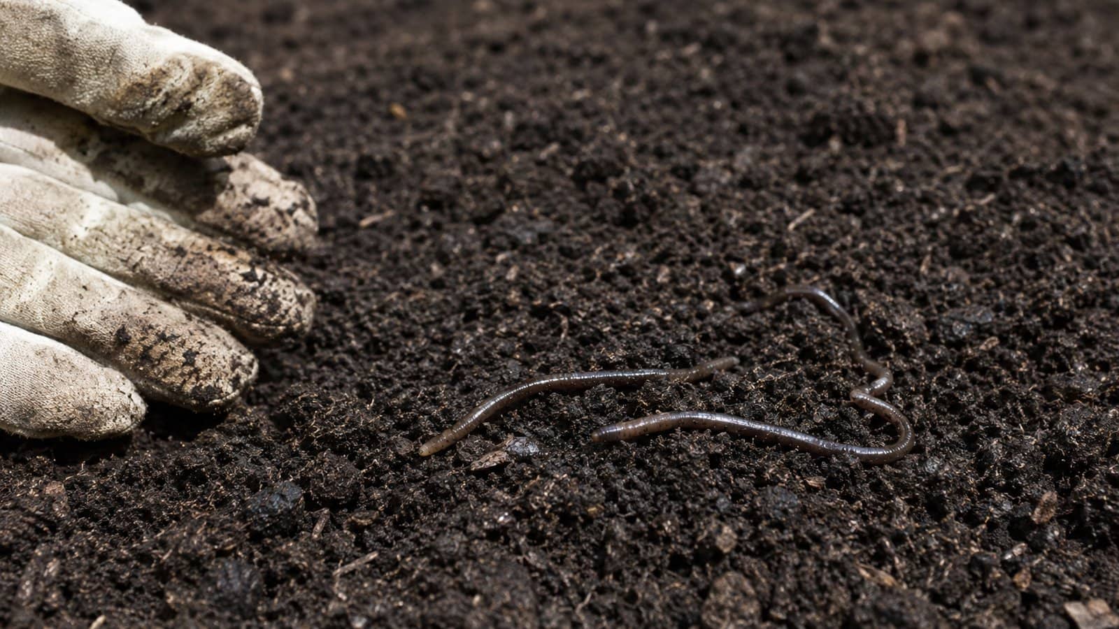 Jumping Worms: The Invasive Pest Changing Wisconsin Soil
