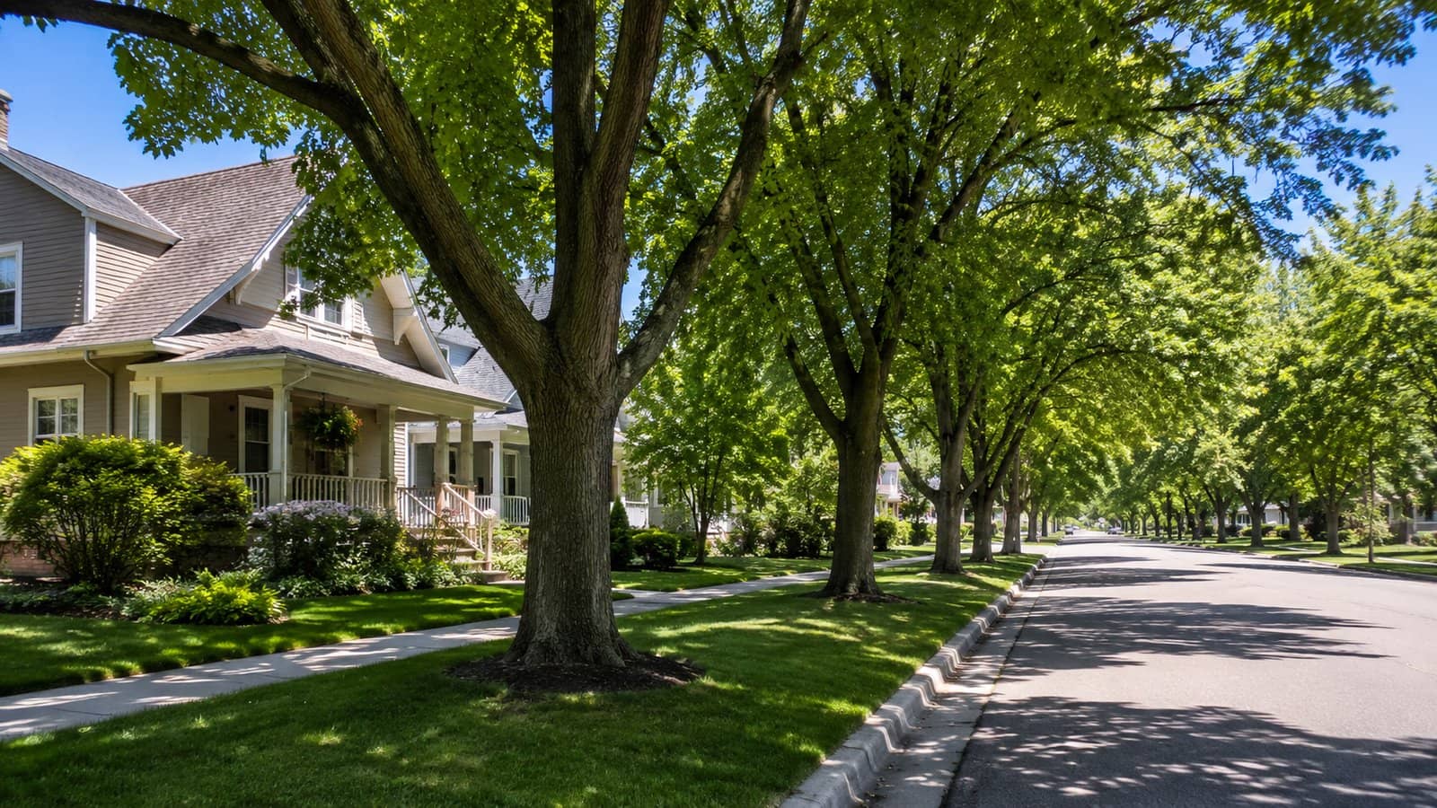 Do You Need a Permit to Remove a Tree in Eau Claire?