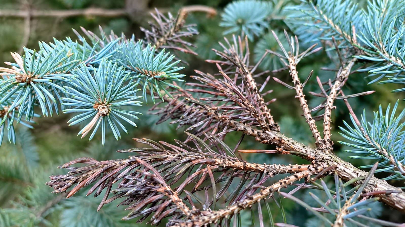 Why Is My Blue Spruce Turning Brown?