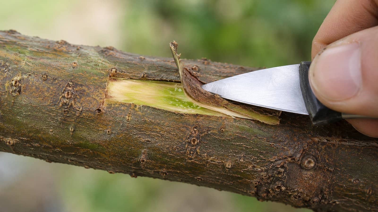 How to Tell If a Tree Is Dead or Just Dormant