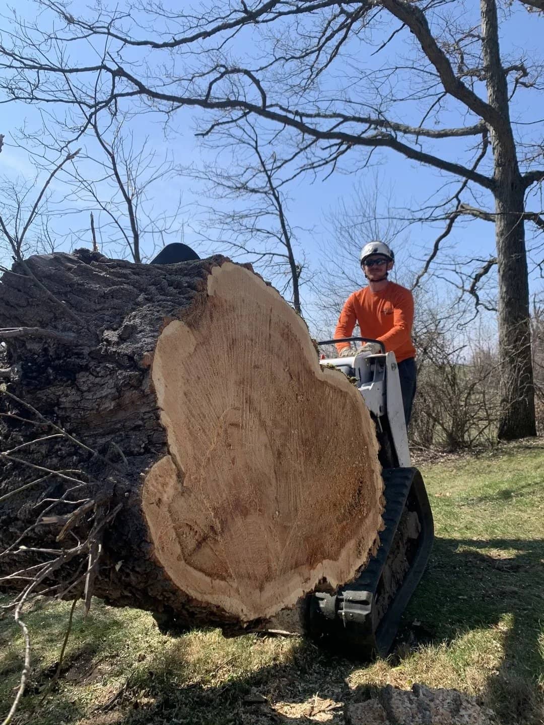 Arborist tree work by Wellner Arboriculture in Taylor County, WI