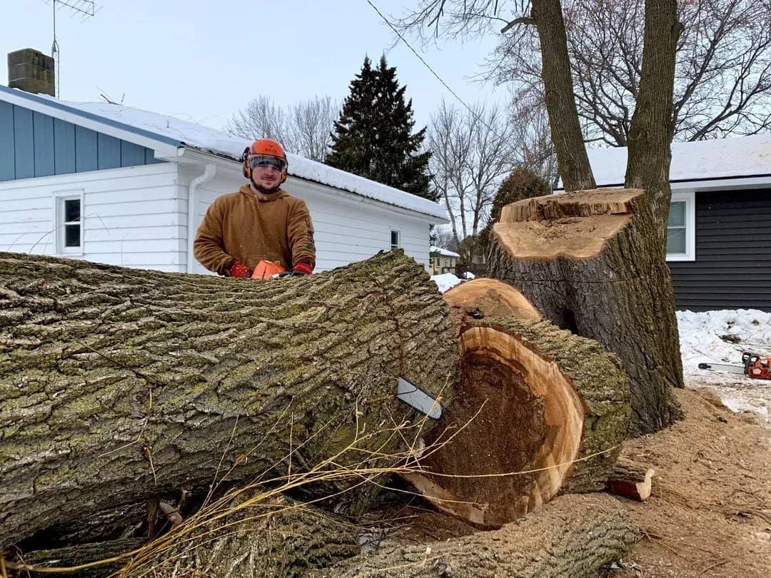 Arborist tree work by Wellner Arboriculture in Altoona, WI