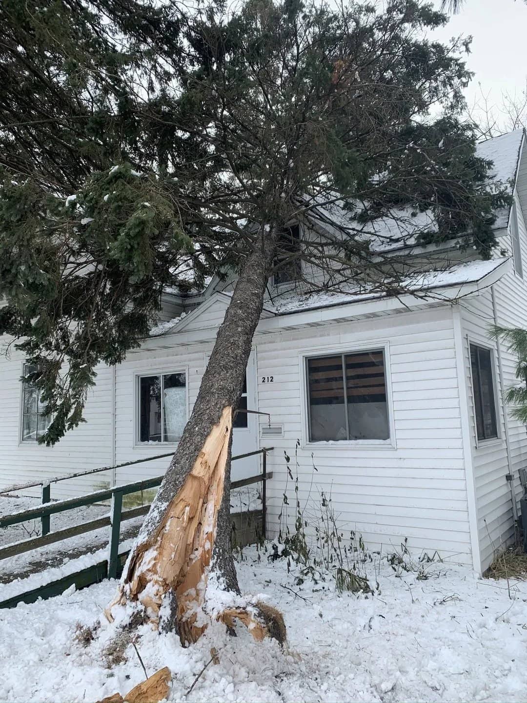 Tree care by Wellner Arboriculture in the Chippewa Valley