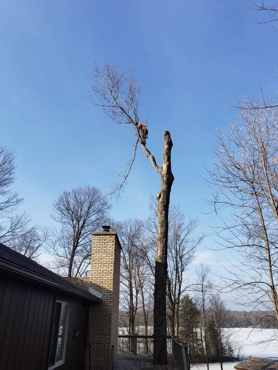 Tree care by Wellner Arboriculture in Fall Creek, WI