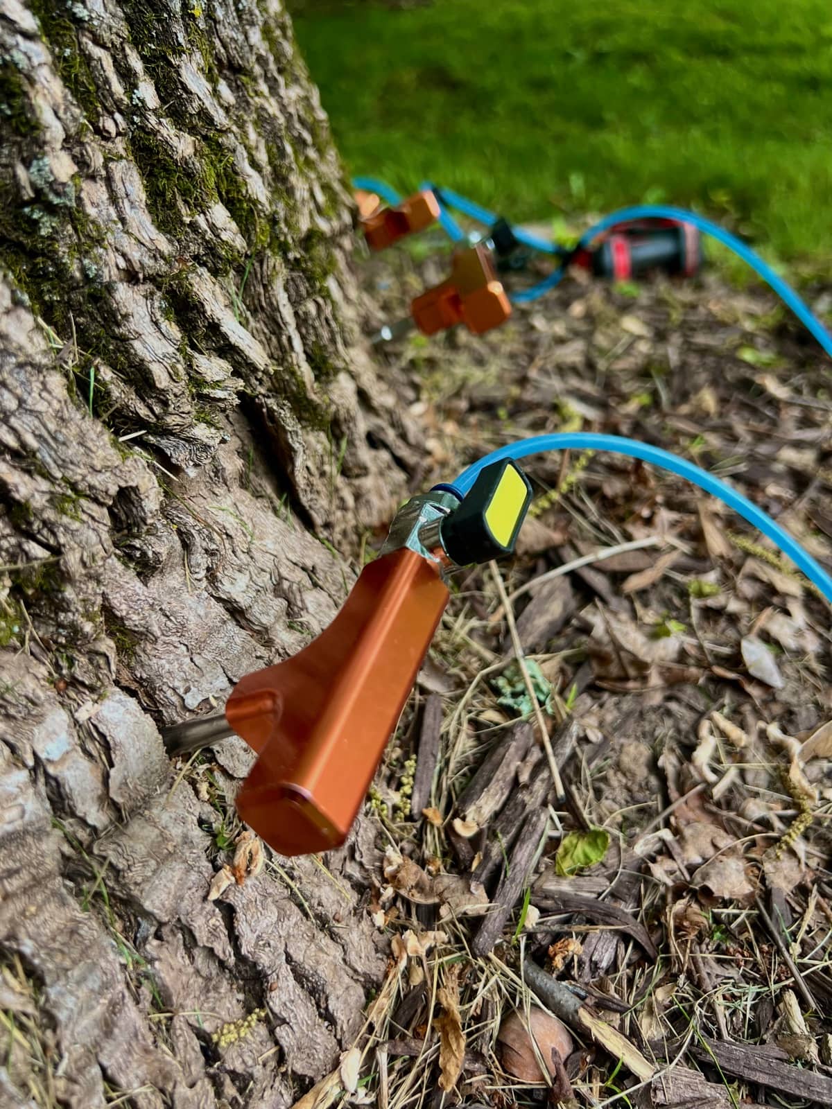 Plant health care treatment by Wellner Arboriculture in Boyd, WI