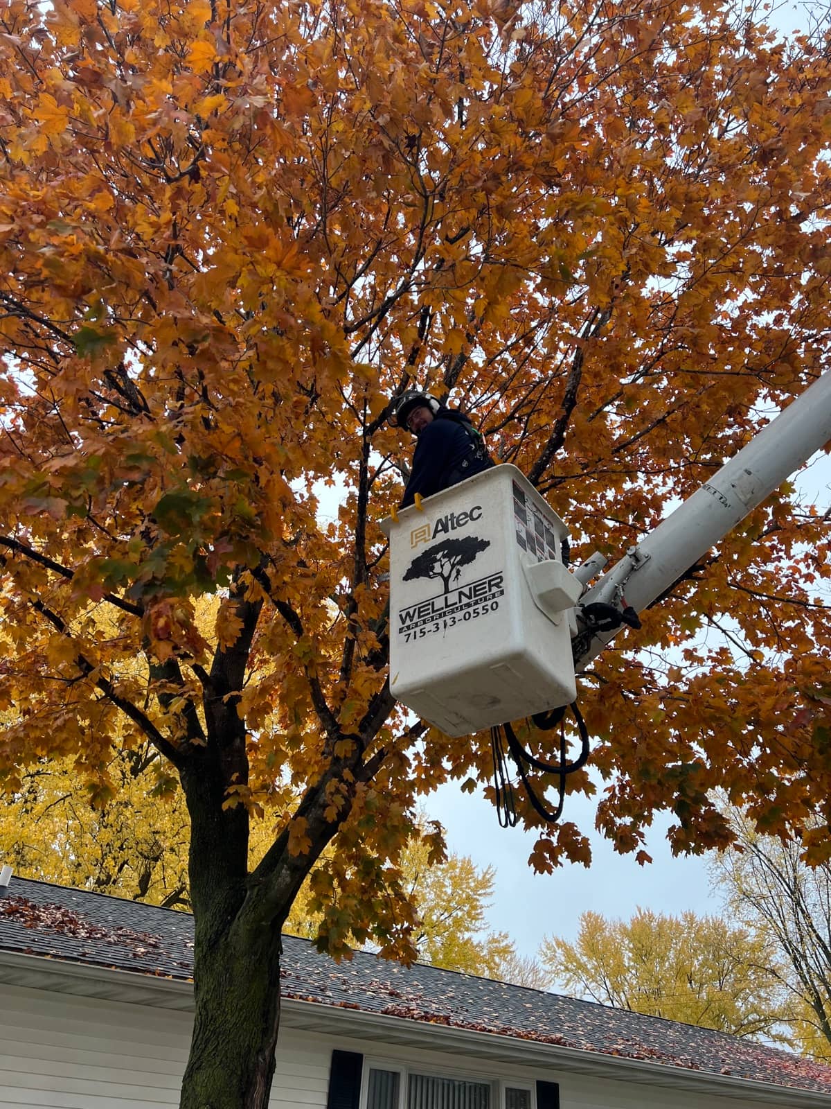Tree and shrub pruning by Wellner Arboriculture in Altoona, WI