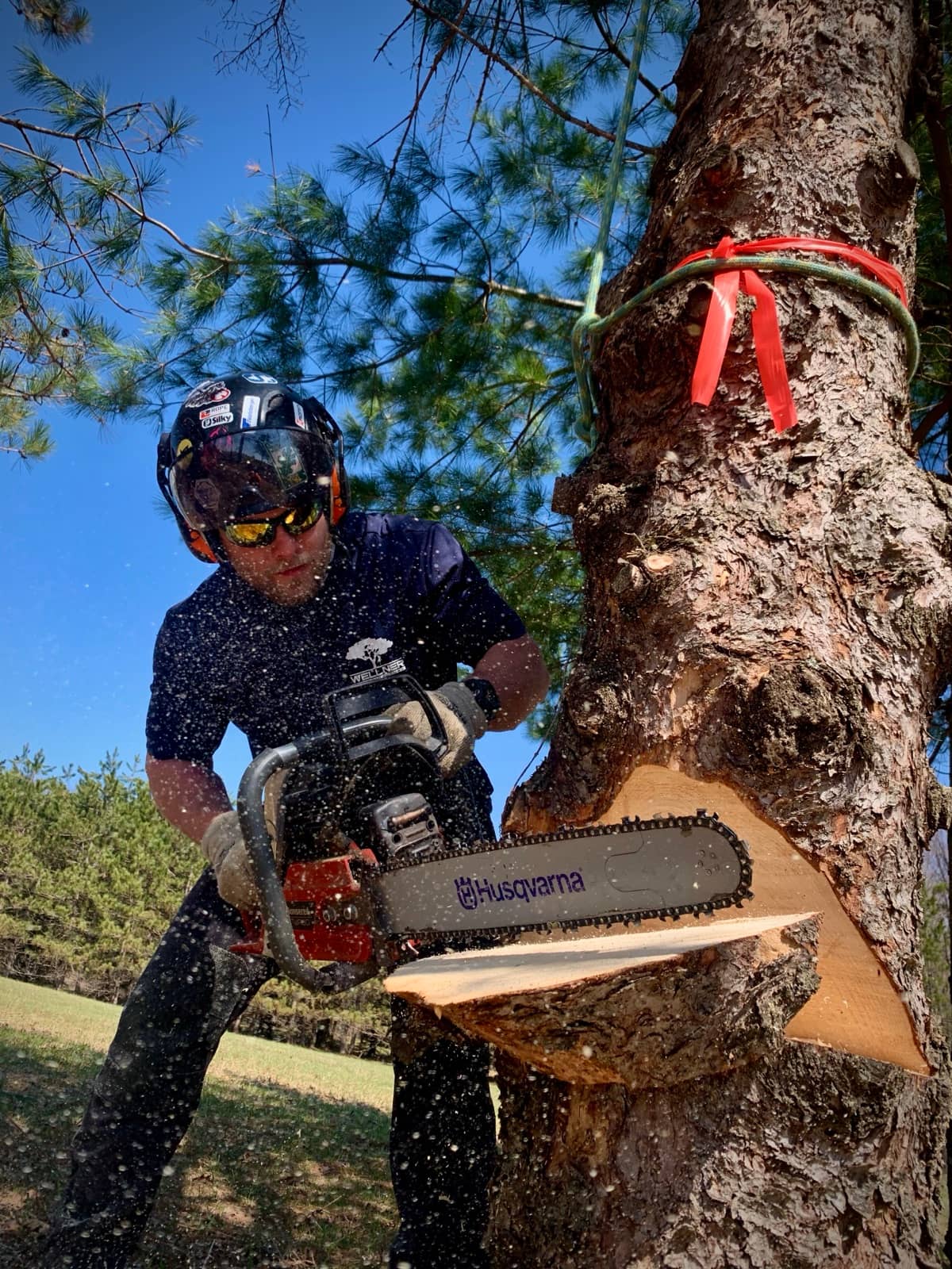 Tree removal by Wellner Arboriculture in Stanley, WI