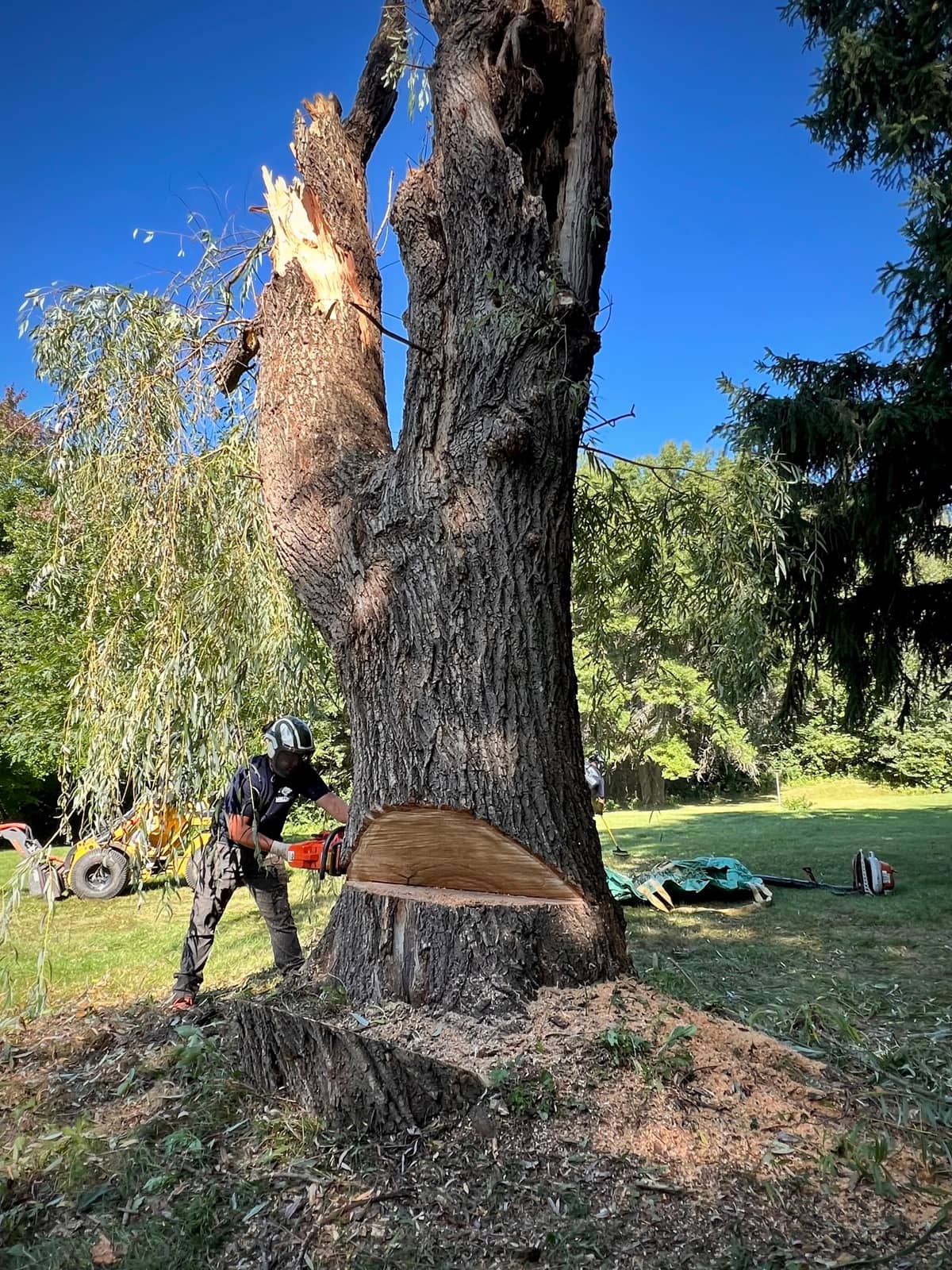 Tree removal by Wellner Arboriculture in the Chippewa Valley