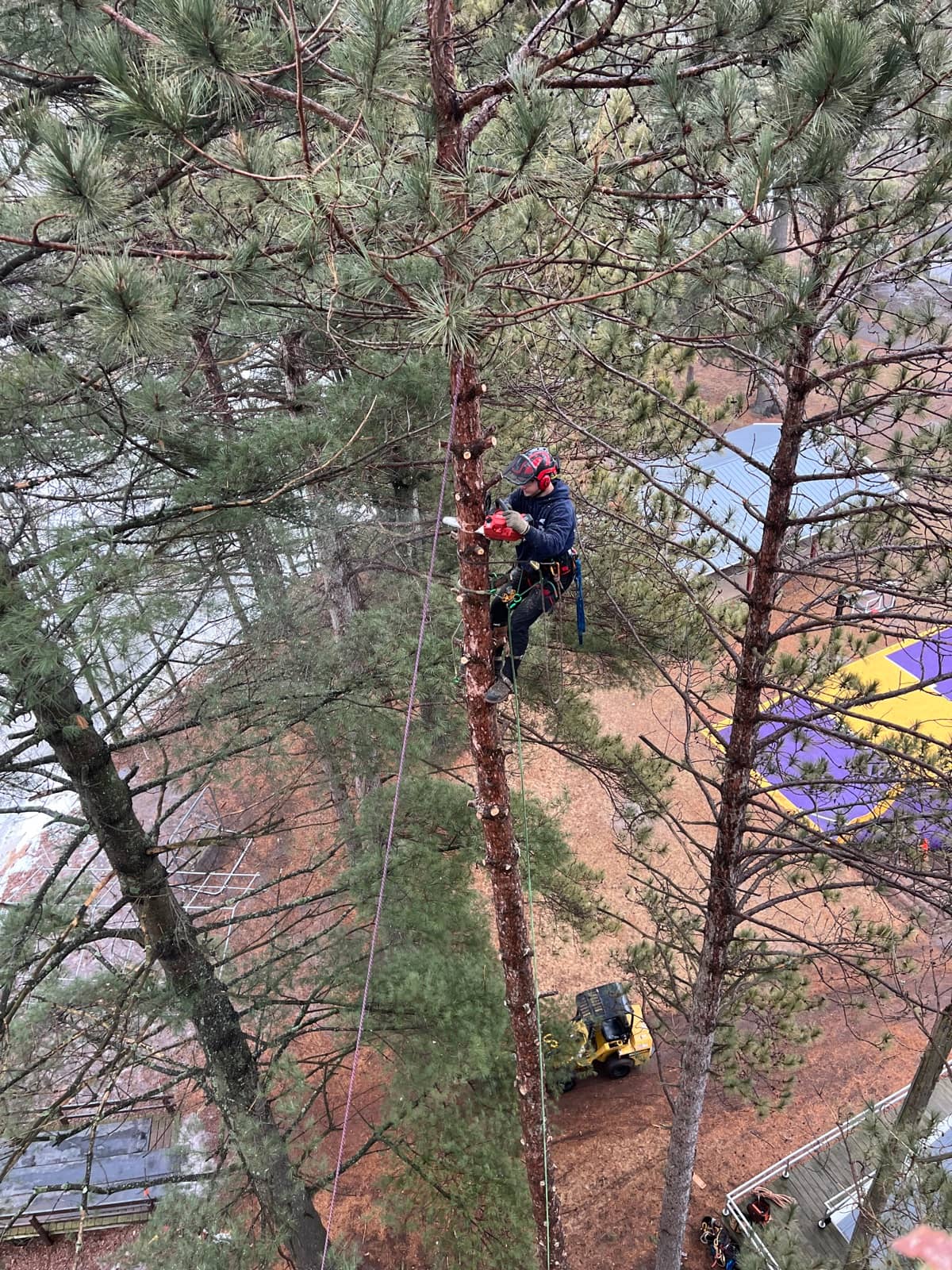 Tree removal by Wellner Arboriculture in Chippewa County, WI