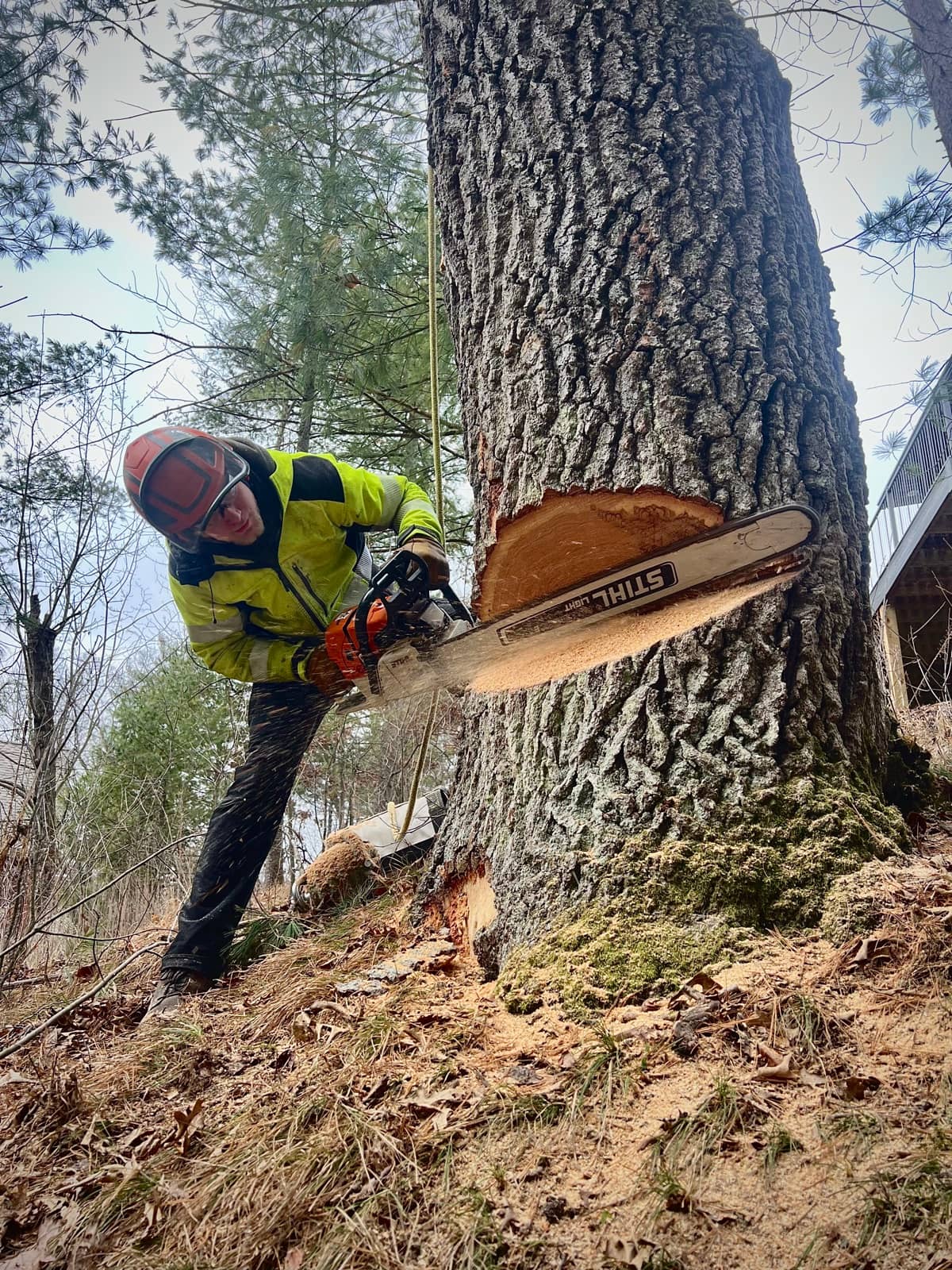 Tree removal by Wellner Arboriculture in Owen, WI