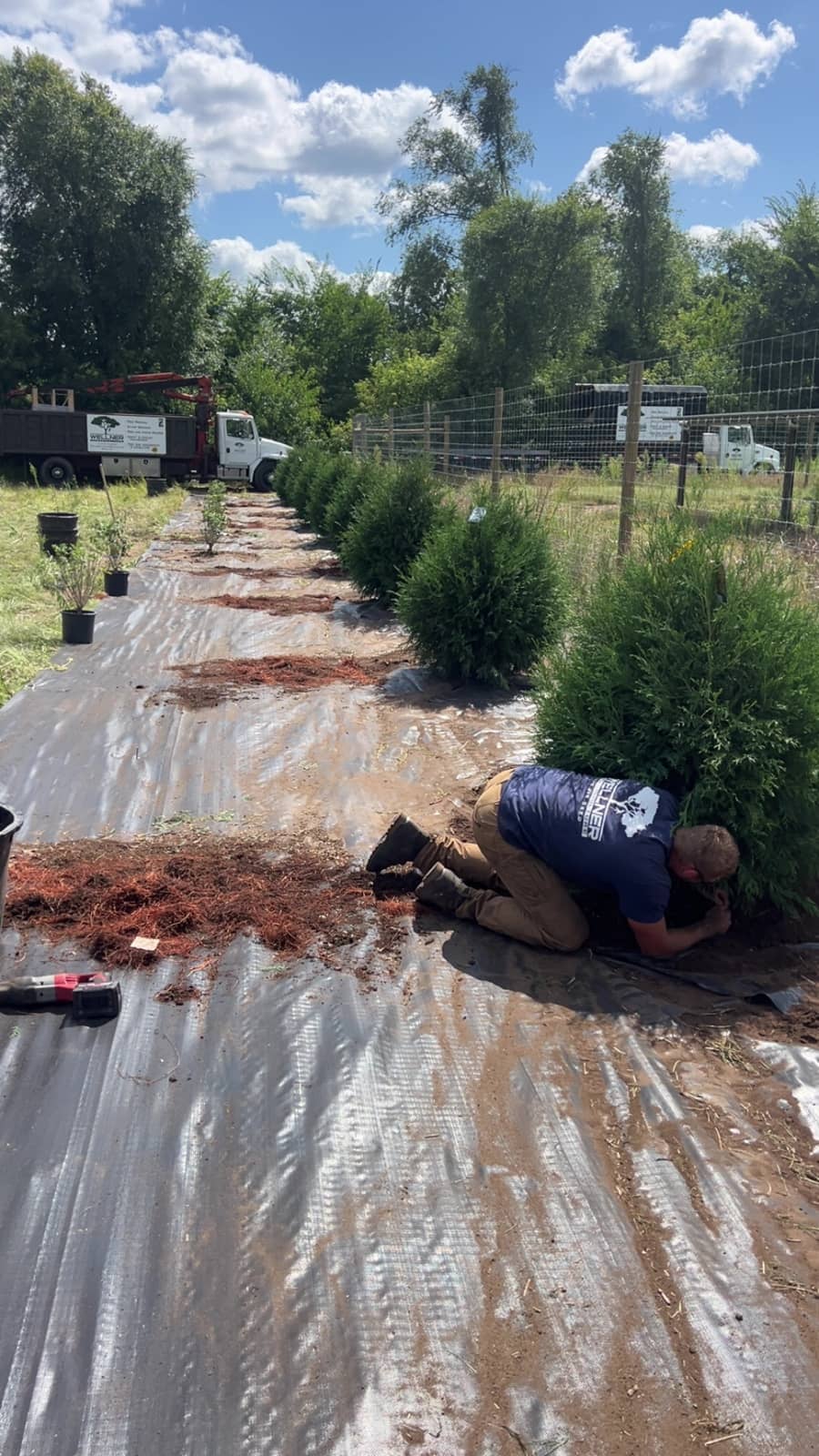 Tree and shrub planting by Wellner Arboriculture in Greenwood, WI