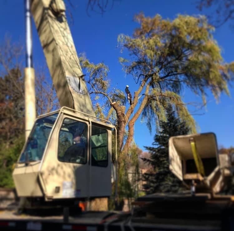 Tree service by Wellner Arboriculture in Taylor County, WI