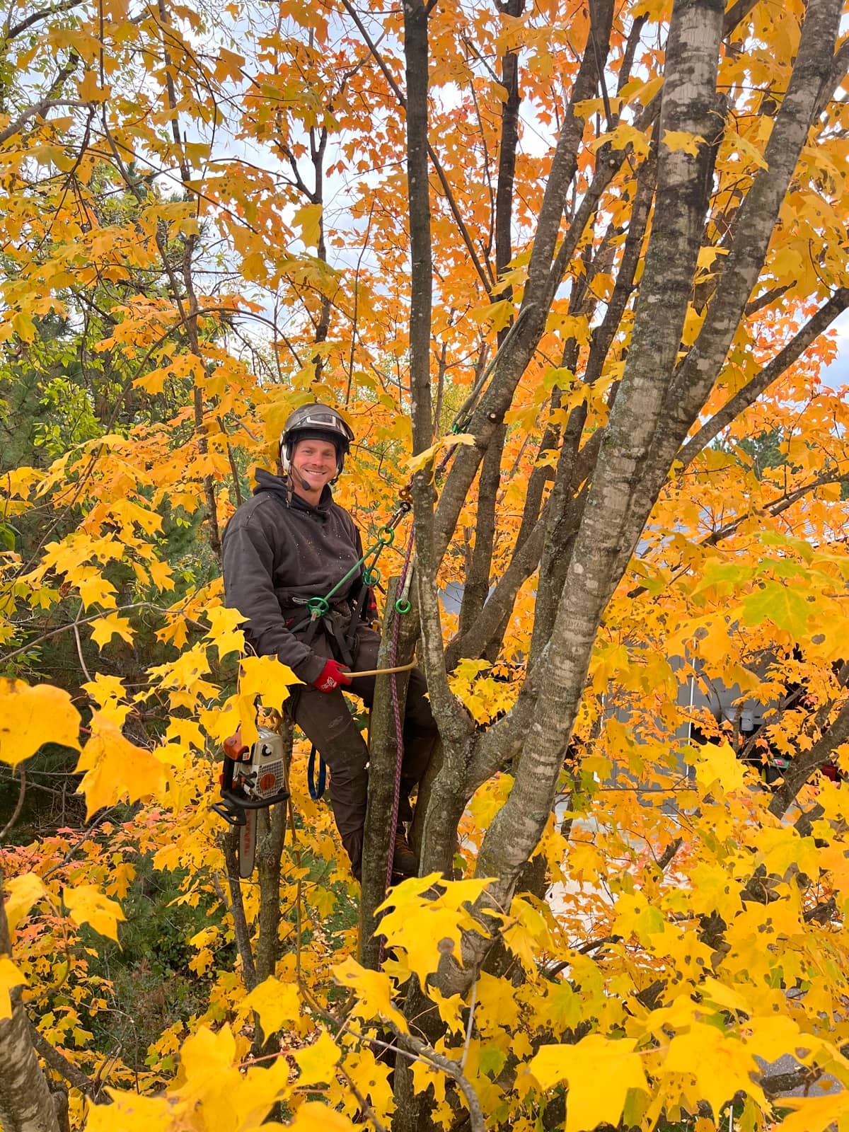 Tree and shrub pruning by Wellner Arboriculture in Boyd, WI