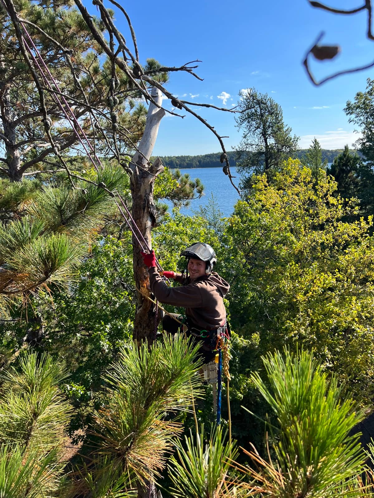Tree removal by Wellner Arboriculture in Altoona, WI