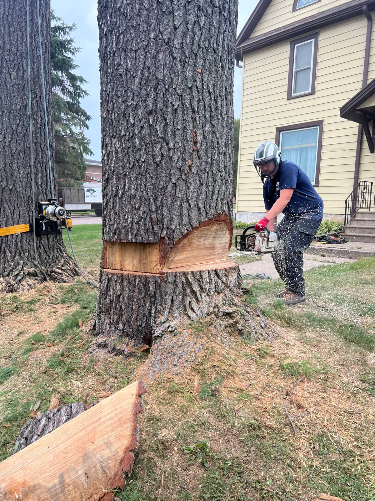 Tree removal by Wellner Arboriculture in Cadott, WI
