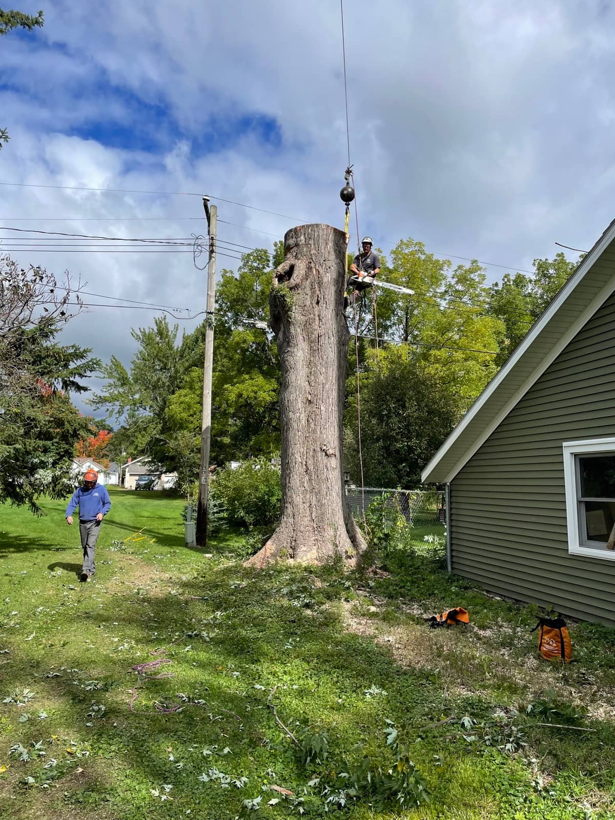Tree removal by Wellner Arboriculture in Cornell, WI