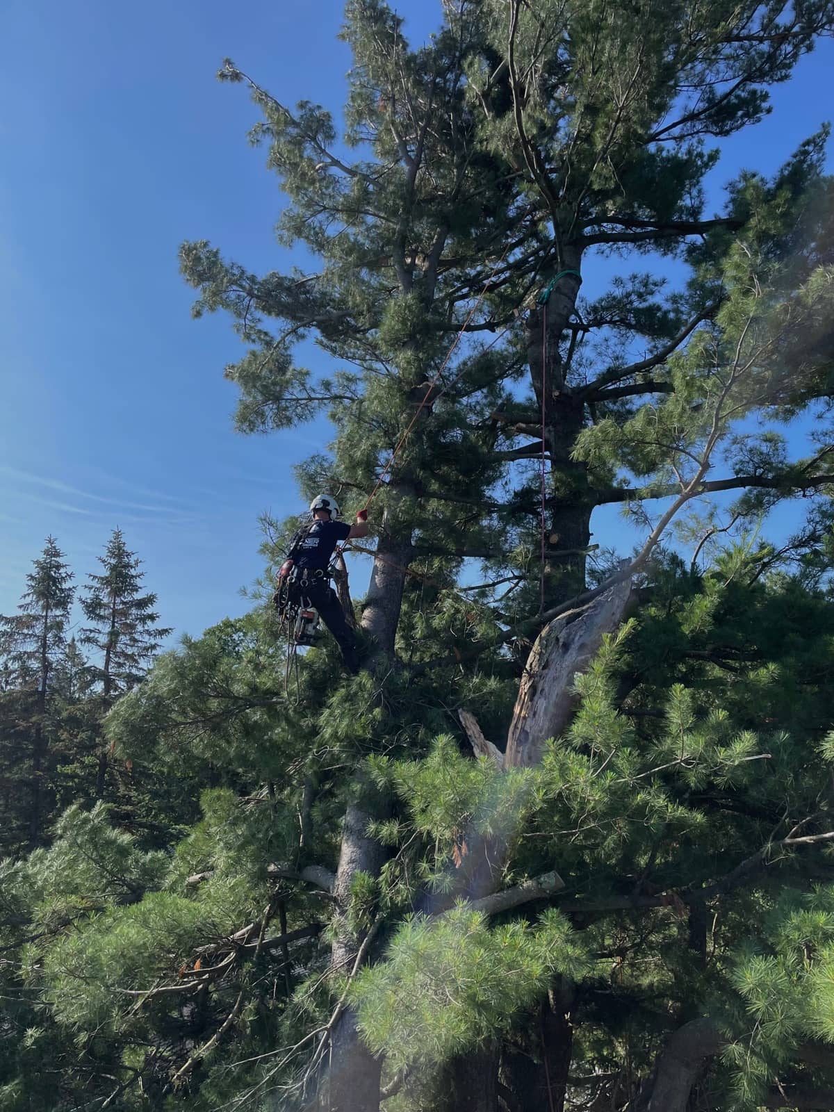 Tree removal by Wellner Arboriculture in Thorp, WI