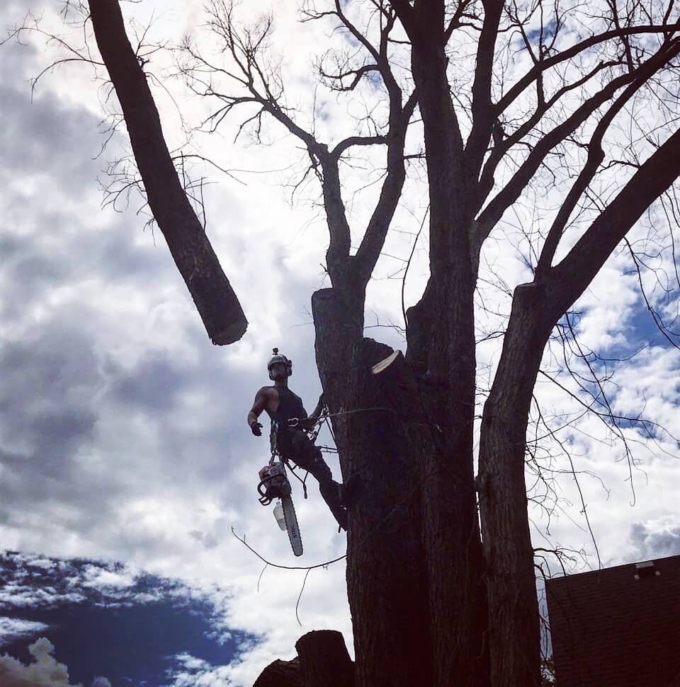 Arborist tree work by Wellner Arboriculture in Elk Mound, WI
