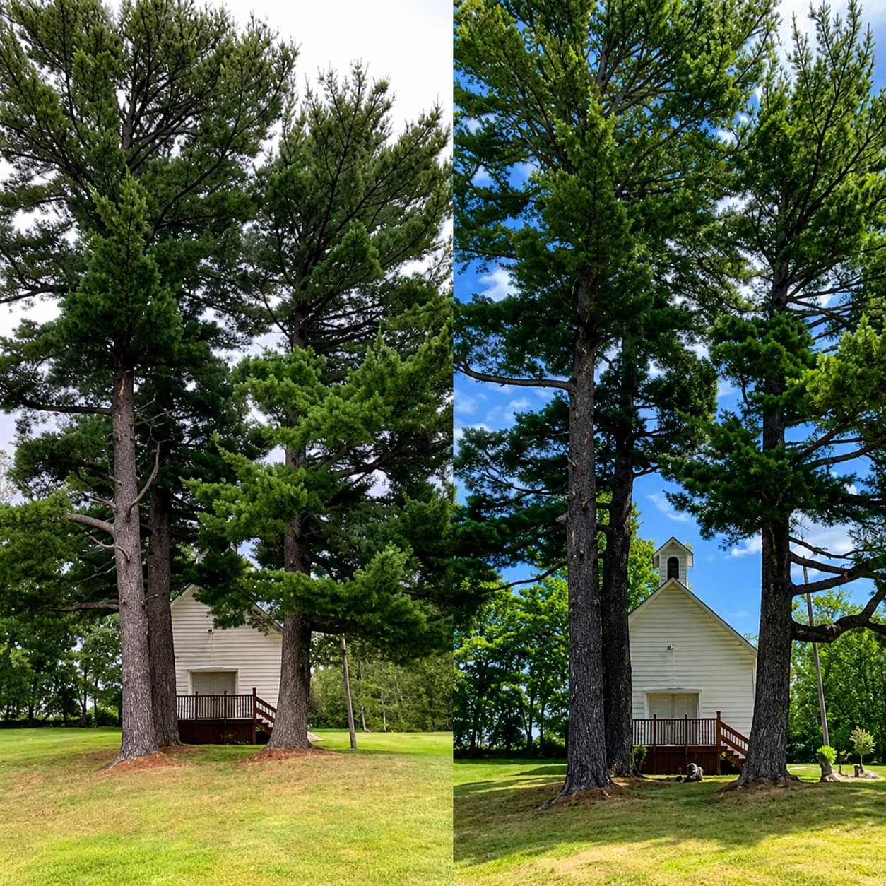 Wellner Arboriculture tree service in Altoona, WI