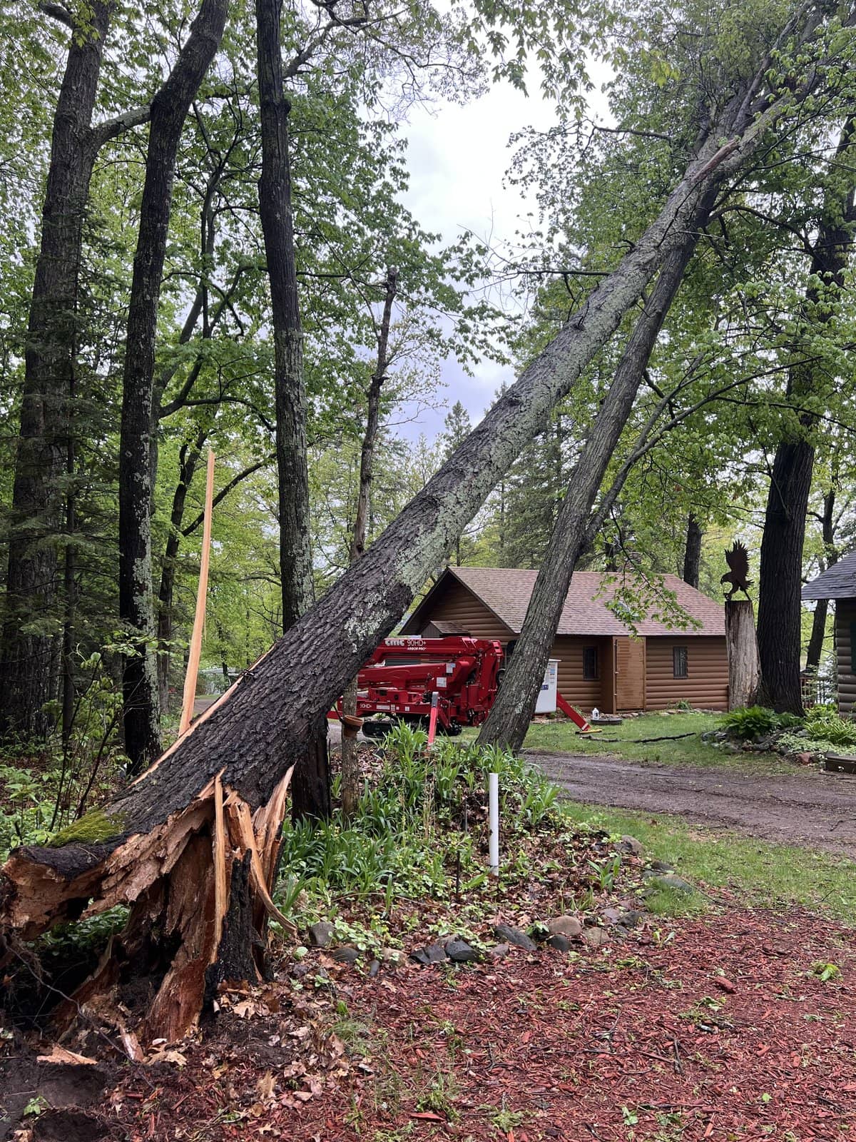 A storm-split tree leaning toward a cabin, flagged during a tree risk assessment
